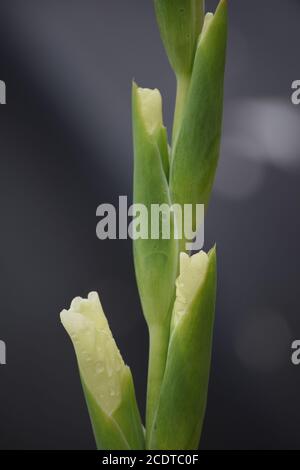 Gladioli bianchi in un giardino irlandese dopo una pioggia estiva doccia Foto Stock