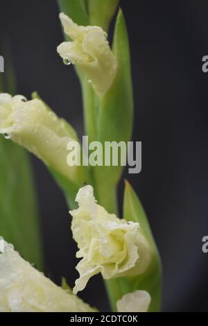 Gladioli bianchi in un giardino irlandese dopo una pioggia estiva doccia Foto Stock