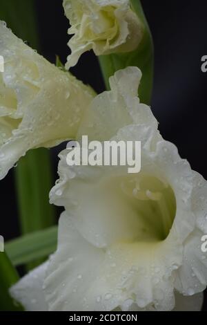 Gladioli bianchi in un giardino irlandese dopo una pioggia estiva doccia Foto Stock