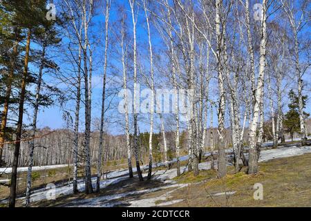 Paesaggio soleggiato primaverile nel boschetto di betulla Foto Stock