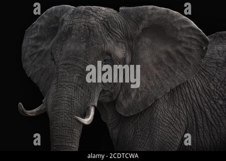 Elefante di mucca grande Foto Stock