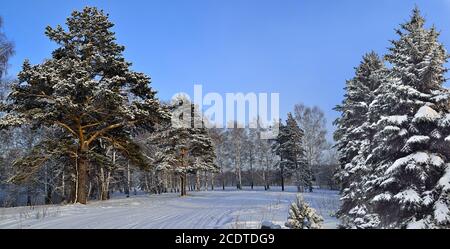 Paesaggio invernale soleggiato nella foresta dopo la nevicata Foto Stock