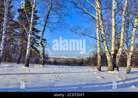 Pochi birch sul bordo della foresta invernale nel luce solare Foto Stock