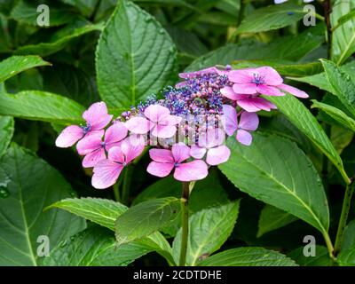 Graziosi fiori rosa e blu e foglie verdi su un Cespuglio di idrangea Foto Stock
