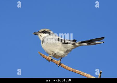 Grande grigio Shrike, escubitore Lanius Foto Stock