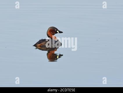 Grebe, piccolo grebe - riflessione in uno stagno Foto Stock