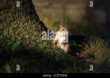 Chipmunk orientale (Tamias striatus) in luce di sera alla base di un albero Foto Stock