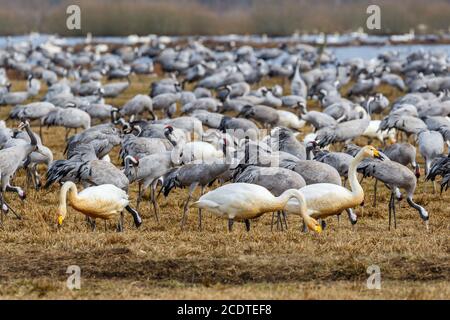 Whooper cigni e gru in un grande gregge nel molla Foto Stock