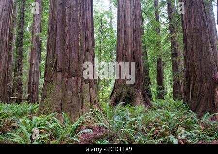 Redwood Trunks California Foto Stock