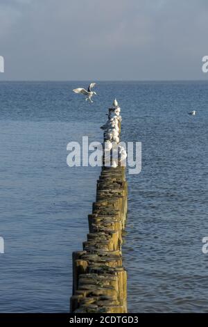 Sedendo gabbiani su una fila di grinoni nel Baltico Mare Foto Stock