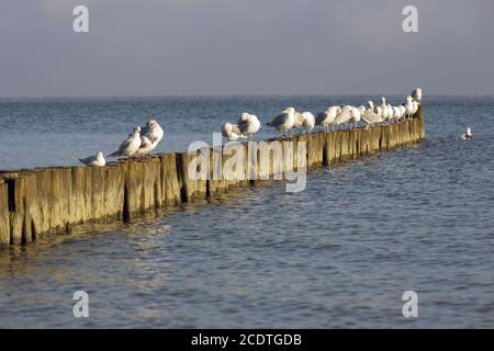 sedendo gabbiani su una fila di groynes la sera sole Foto Stock