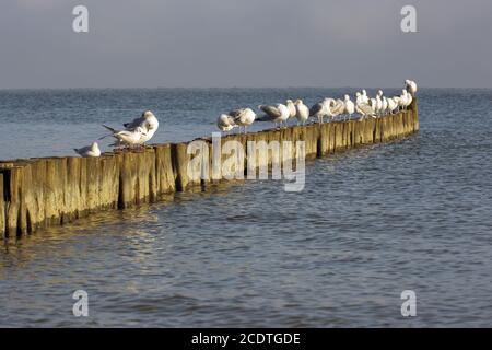 sedendo gabbiani su una fila di groynes la sera sole Foto Stock