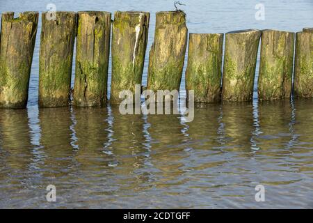 Primo piano di groynes sulla spiaggia di sabbia di cui si è addolcito alghe verdi Foto Stock