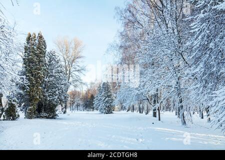 Prima neve nel parco della città con alberi sotto la neve fresca a sunrise. Giornata di sole in inverno il parco della città. Foto Stock