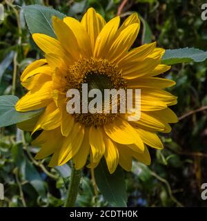 Girasole Foto Stock