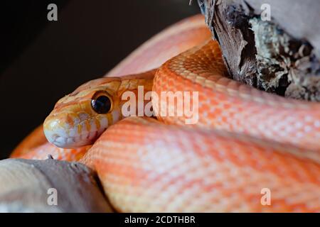 Immagine macro super di serpente di mais arancione animale domestico, viso e soprattutto occhio è evidenziato. Colori e bobine sorprendenti conducono all'immagine. Sfondo semplice. Foto Stock