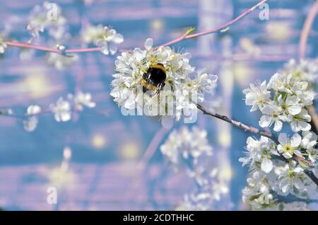 Primavera fiorente ramo di ciliegio con bumblebee su fiori bianchi Foto Stock