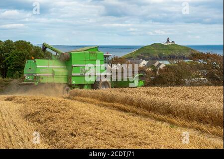 Ballycotton, East Cork, Irlanda. 29 Agosto 2020. Una mietitrebbia Deutz-Fahr Topliner 4080 HTS gestita dai contraenti Barry & John Flavin taglia il grano invernale nell'azienda agricola Ballycotton di Alan & John Dunne in una giornata di sole a East Cork, con il faro di Ballycotton sullo sfondo. Credit: AG News/Alamy Live News Foto Stock