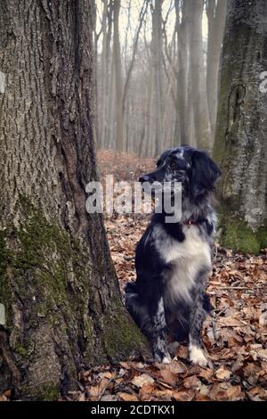 pastore australiano nella foresta Foto Stock