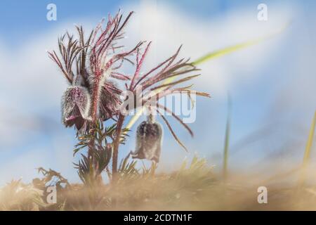 Pasqueflower orientale, crocus prateria, anemone foglia di taglio. Foto Stock