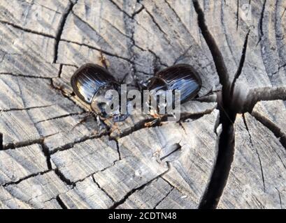 Un scarabeo di rinoceronte su un taglio di un ceppo di albero. Un paio di scarabei rinoceronti Foto Stock