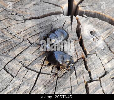 Un scarabeo di rinoceronte su un taglio di un ceppo di albero. Un paio di scarabei rinoceronti Foto Stock