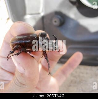 Il rinoceronte beetle è nelle mani dell'uomo. Una rigida-insetto alato. Foto Stock