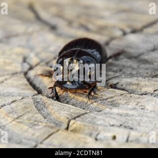 Un scarabeo di rinoceronte su un taglio di un ceppo di albero. Un paio di scarabei rinoceronti Foto Stock