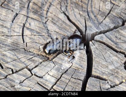 Un scarabeo di rinoceronte su un taglio di un ceppo di albero. Un paio di scarabei rinoceronti Foto Stock