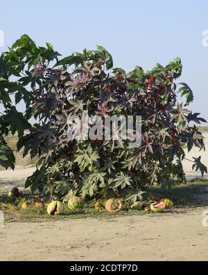 Grandi cespugli di Ricinus. Una pianta dalla quale olio di ricino è fatta. Foto Stock