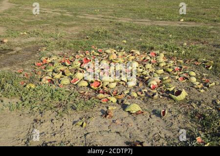 Cumuli di cocomeri di marciume. Buccia di melone. Un campo abbandonato di cocomeri e meloni. Cocomeri marci. Resti della ha Foto Stock