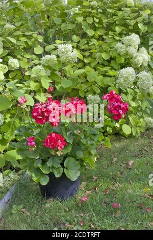 Una pentola di geranio rosso in fiore è sull'erba vicino al cespuglio di idrangea Foto Stock