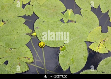 Foglie verdi grandi di gigli d'acqua sulla superficie di il lago dopo la pioggia Foto Stock