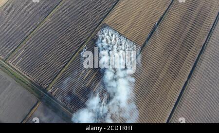 La combustione di paglia di riso nei campi. Fumo dalla combustione della paglia di riso nei controlli. Fuoco sul campo Foto Stock