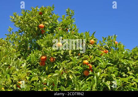 Cima della corona di un albero arancione con maturo frutta contro il cielo blu Foto Stock