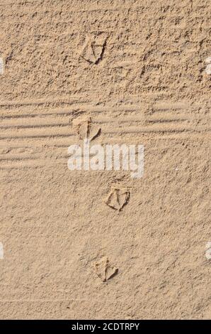 Sono state stampate tracce di un gabbiano e di una motocicletta la sabbia del mare Foto Stock