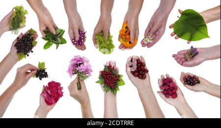 Una contadina che tiene in mano bacche, fiori e piante. Foto Stock