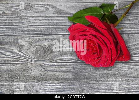 Singola rosa rossa bagnata su sfondo di legno da vicino Foto Stock