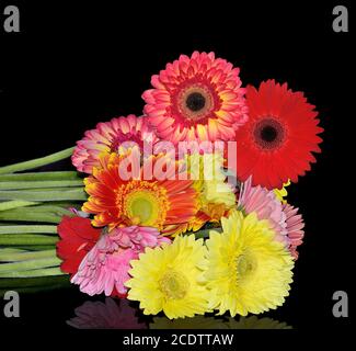 Bel bouquet di diverse gerbere colorate su sfondo nero isolato Foto Stock