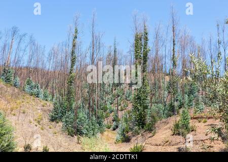 Bruciato e recuperare alberi di eucalipto in Portogallo Foto Stock