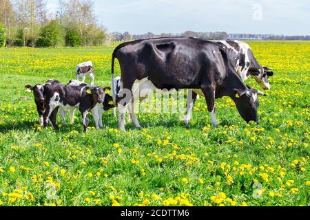 Mucche madri con vitelli neonati nel prato primaverile Foto Stock