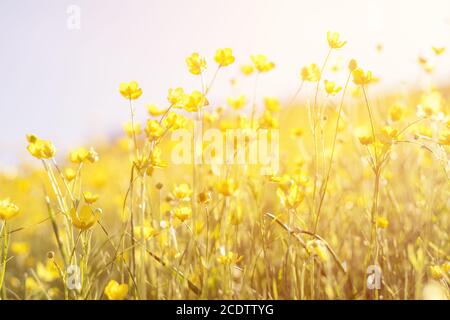 Fiore giallo in fiore nel campo in una giornata di sole in estate Foto Stock