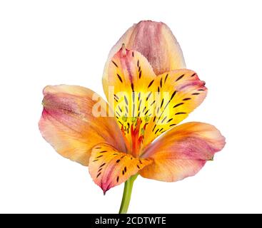 Singolo bel fiore giallo arancio Alstroemeria isolato su sfondo bianco Foto Stock