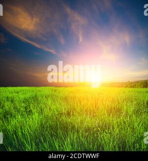 Campo verde e splendido tramonto Foto Stock