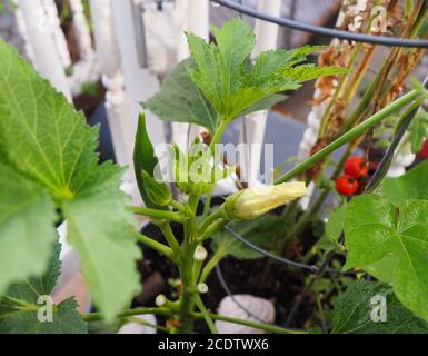 Un morbido fiore giallo di okra sta per aprirsi su una pianta con copiosi germogli e un pod sviluppato, con pomodori che crescono sullo sfondo. Foto Stock