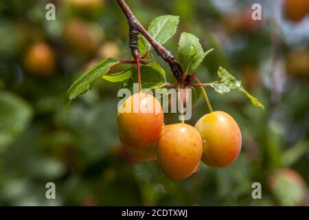 Mirabelle sull'albero (Prunus domestica subsp. Siriaca) Foto Stock