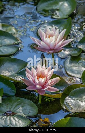 Gigli d'acqua rosa in un piccolo stagno Foto Stock