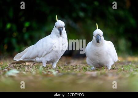 Due cockatoo solforati che si erigono a terra. Foto Stock