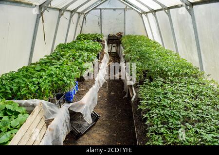 Piantine di ortaggi in serra. Pomodori, cetrioli e peperoni Foto Stock