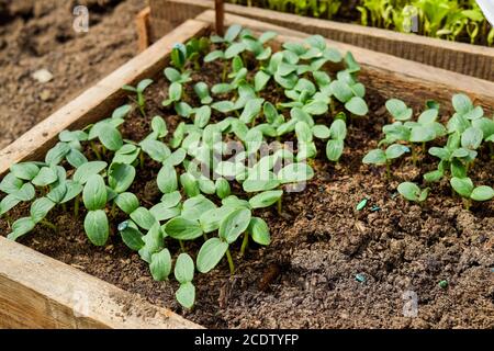 Germogli di cetrioli. Foglie di dicotiledoni. Piantine cetrioli. Foto Stock
